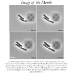 Image of the Month May 2023