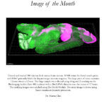 Image of the Month June 2023