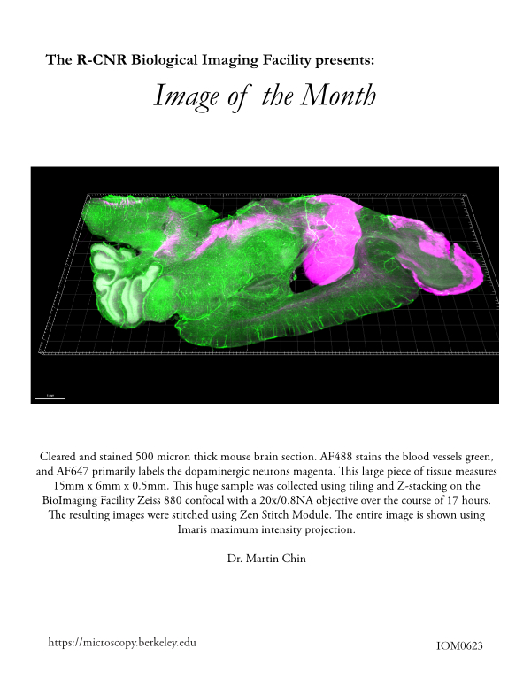 Image of the Month June 2023
