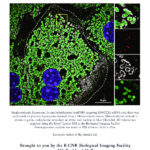 Image of the month for January 2025, featuring a mammalian cell imaged using Lattice SIM