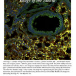 Image of the Month Feb 2012B